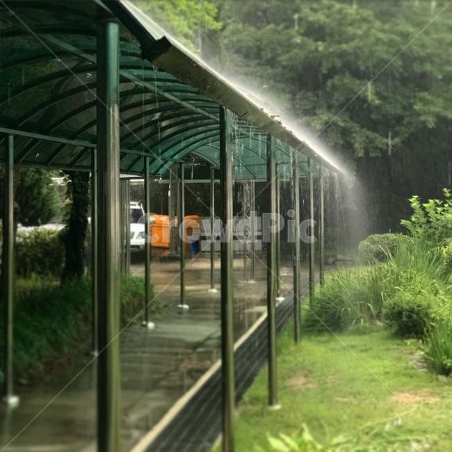 초록,비,그린,나무,철봉,여름,계절,summer,season,비,비오는날,rain,rainy