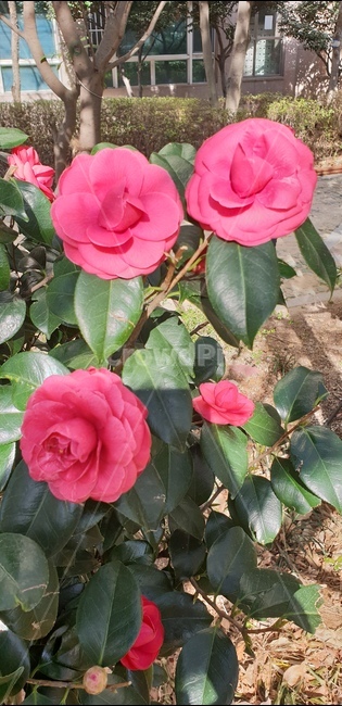 동백꽃,겨울,겨울꽃,붉은꽃,사철나무,식물,자연,plants,nature,꽃,flower