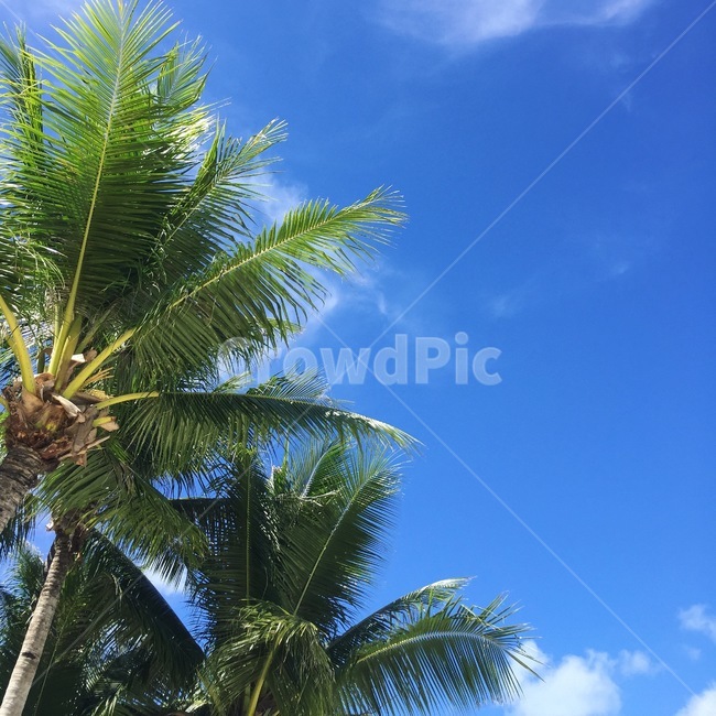 plant,식물,summer,여름,야자수,하늘,sky,tree,plamtree,식물,자연,plants,nature,나무,trees,wood