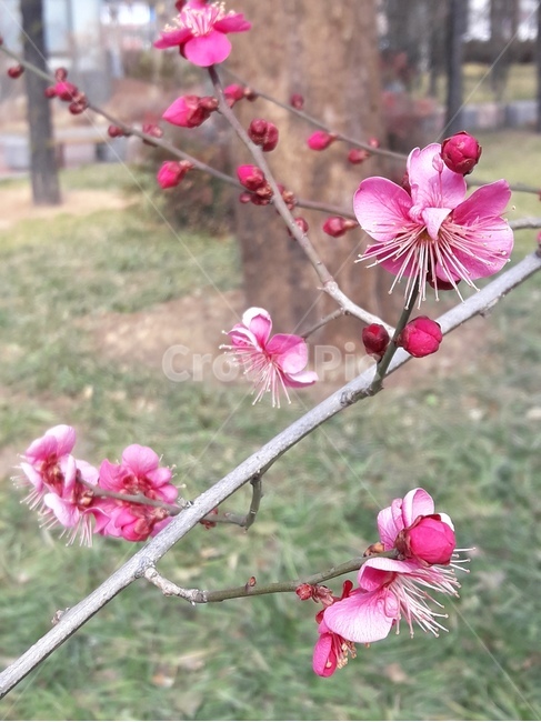 꽃,식물,flower,꽃나무,plant,flowers