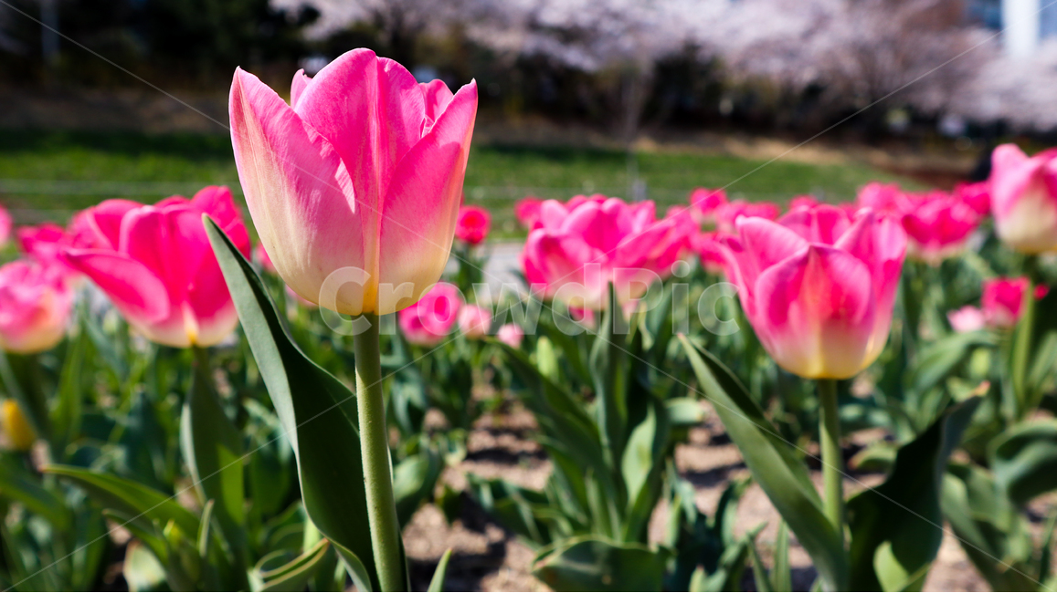 튤립,봄,봄꽃,튤립축제,spring,season,식물,자연,붉은색,red,flower,redflower,pink,pinkflower,feeling,korea,plant,tulip,핑크색,화려한,화사한,축제