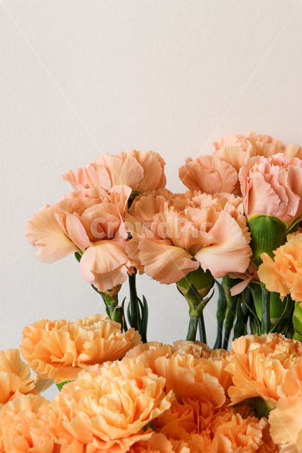 plant,식물,flower,꽃,blossom,꽃,flower