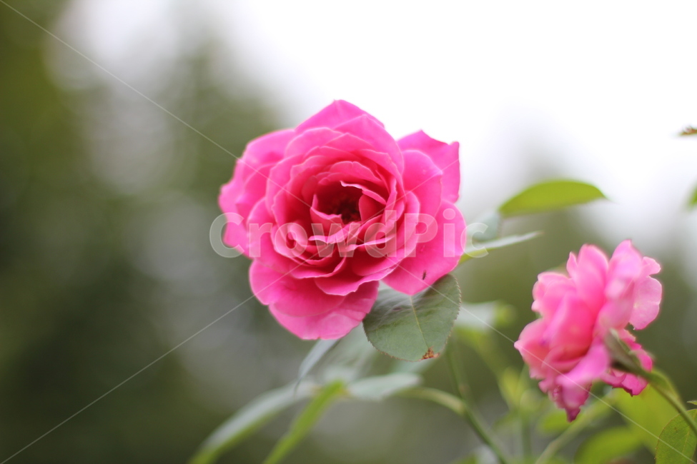 flower,장미,rose,식물,plant,식물,자연,plants,nature,꽃,flower