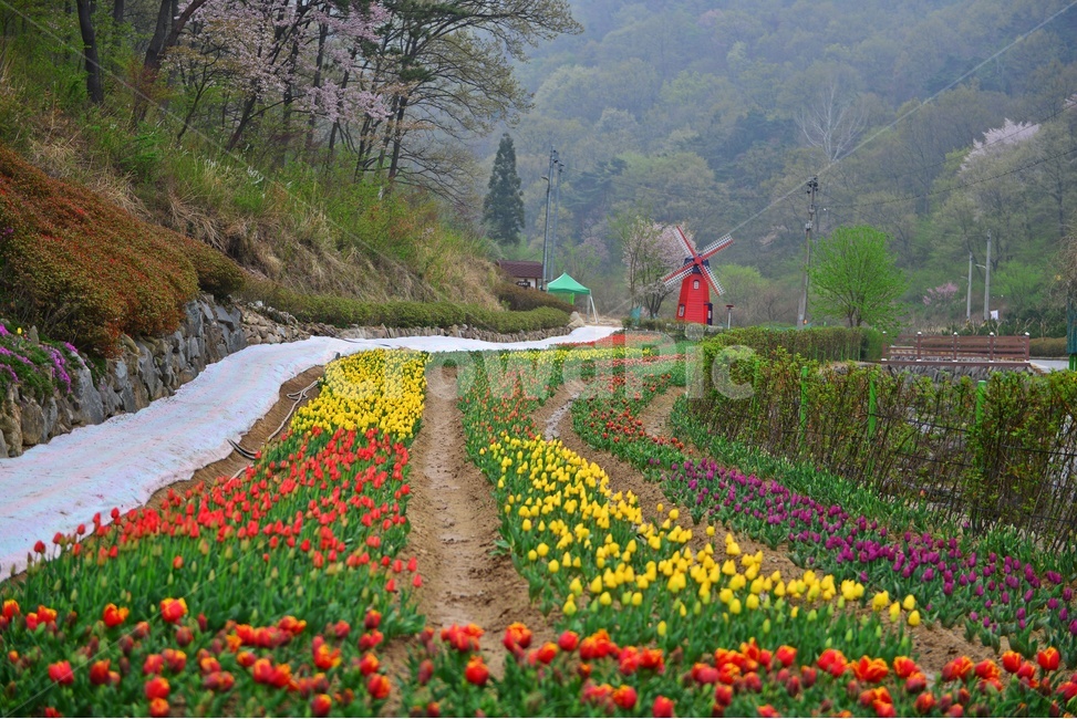 무등산,동적골,튜울립축제,튜울립꽃,튜울립,노랑,빨강,벚꽃,봄,계절,봄꽃,길,산골,plant,식물,flower,blossom,꽃,풍차