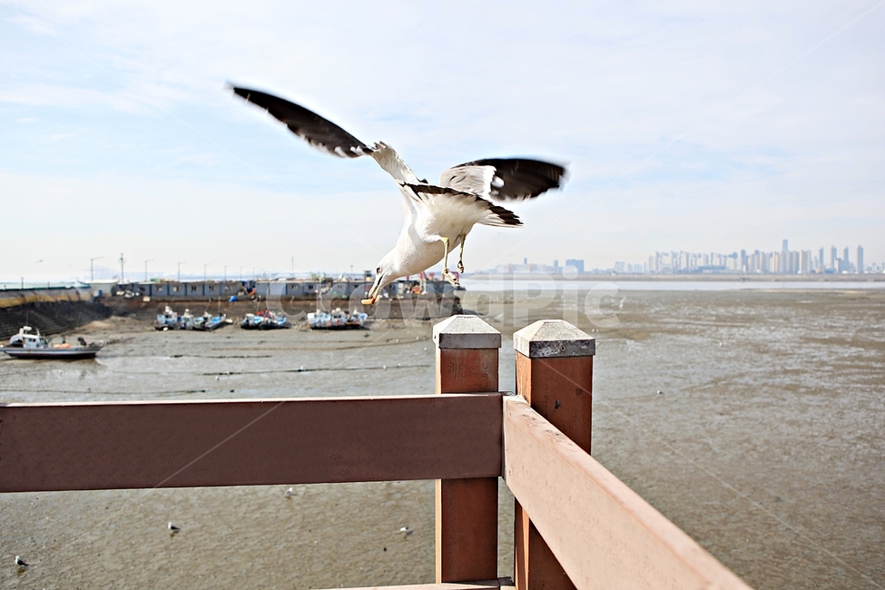 갈매기,조류,새,하늘,자연,풍경,배경,풍광,동물,animal,조류,새,birds