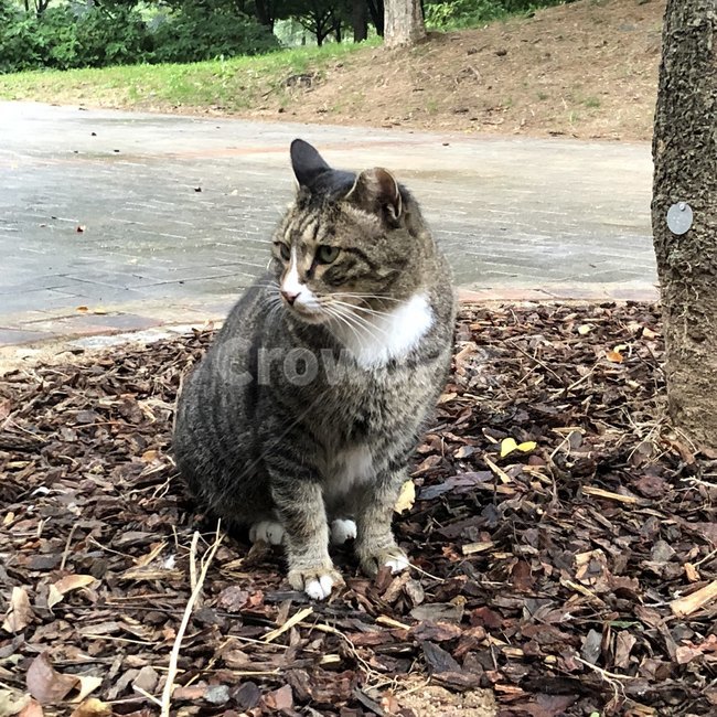 길고양이,고양이,서울숲,숲,힐링,동물,animal,포유류,mammal,고양이,cat,kitten,kitty