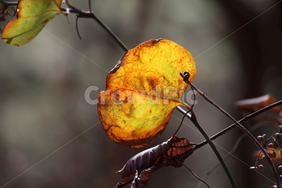 단풍,잎,식물,가을,redleaves,가을,계절,fall,autumn,season,식물,자연,plants,nature,veins,정맥,plant,leaf