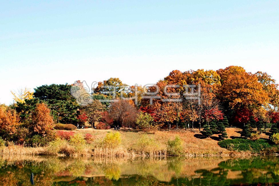 Olympic Park,theme park,Move room,city,nature,tree,water,seoul,trail,outdoors,maple,walk,Songpagu,park,Maple