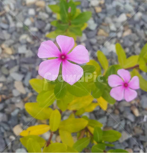 꽃,야생화,생화,식물,근접