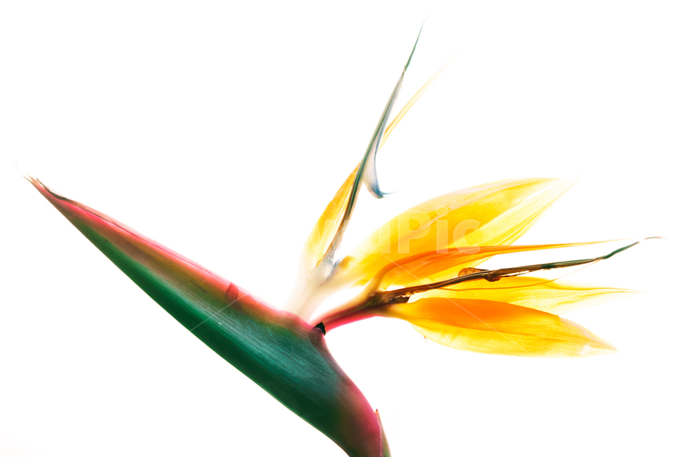 plant,식물,petal,꽃잎,flower,blossom,꽃,난,뿔,식물,자연,plants,nature