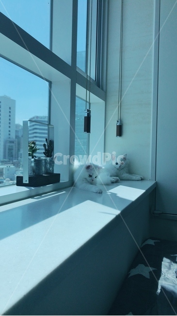 고양이,cat,페르시안,먼치킨,하얀고양이