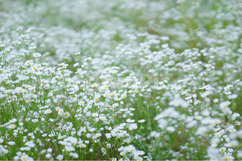 개망초,꽃,풀,풍경,식물,식물,자연,plants,nature,꽃,flower
