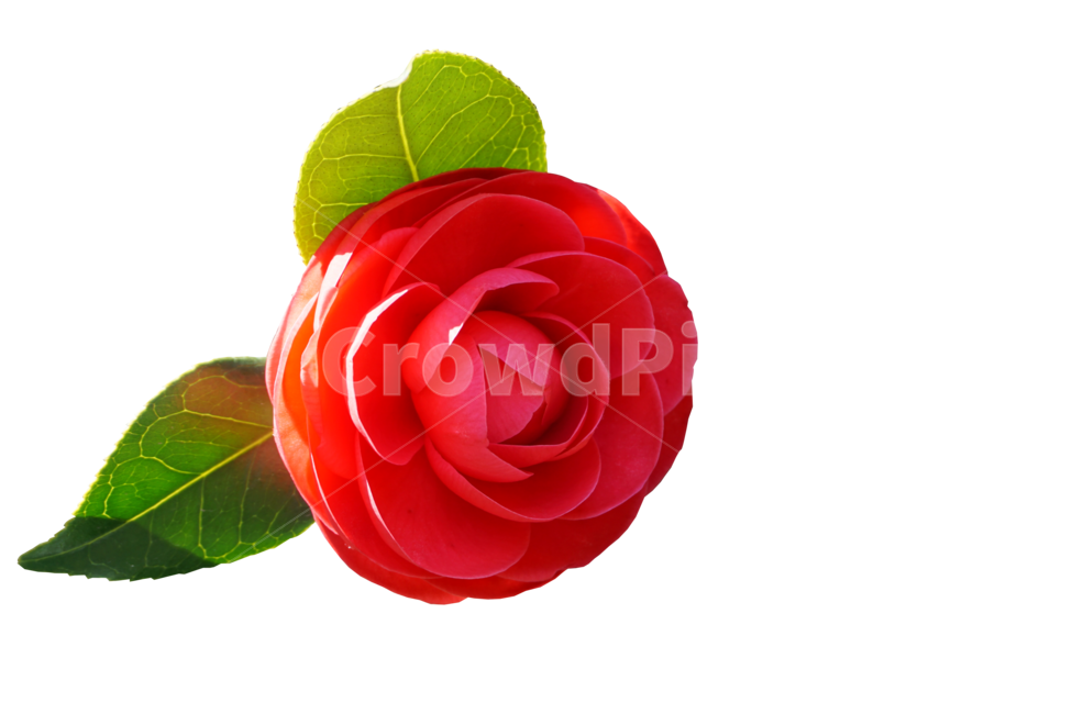 동백꽃,빨간꽃,자연,식물,꽃,plant,rose,장미,flower,한송이