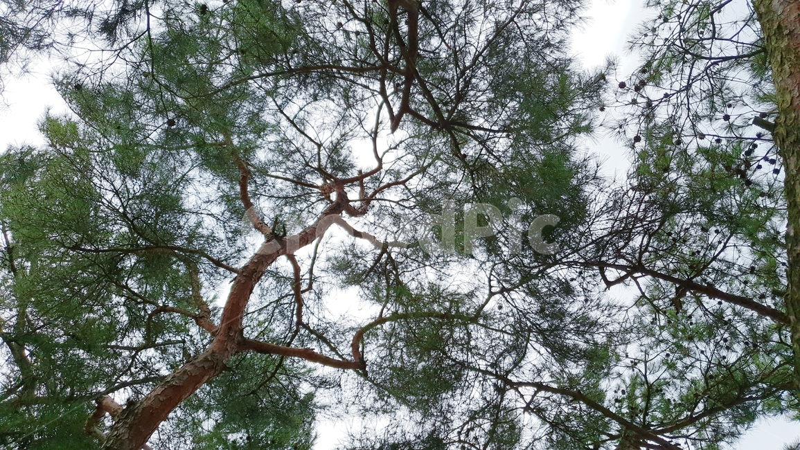 소나무,소나무숲,초록,그린,식물,자연,nature,plant,green,식물,자연,plants,nature,나무,trees,wood
