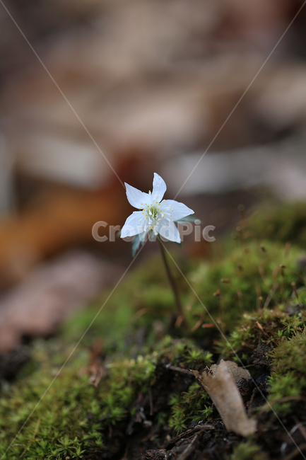 봄,꽃,야생화,바람꽃,너도바람꽃,산,spring,flower,wildflower,windflower,봄,계절,spring,season,식물,자연,plants,nature,꽃,flower,plant,geranium,제라늄,blossom