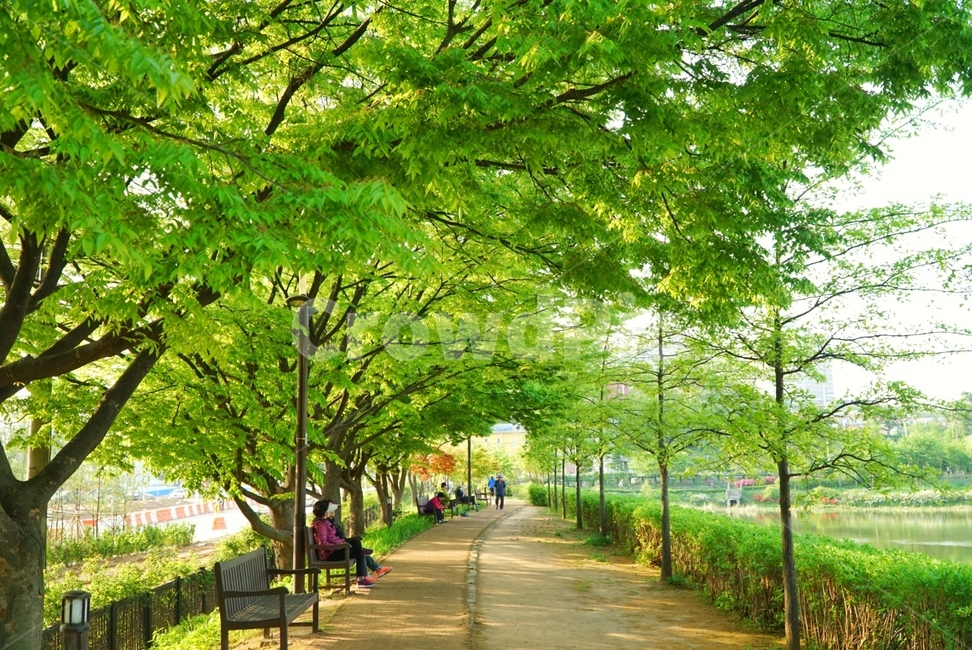 여유,숲,나무,푸른,쉼터