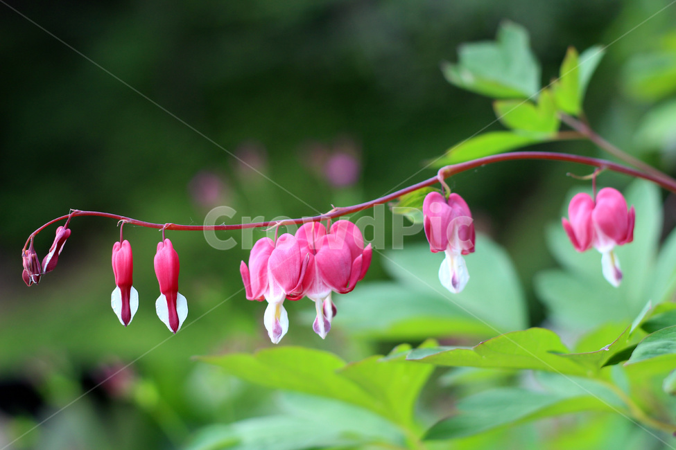 금낭화,금낭화꽃,약용식물,관상식물,화단,식물,자연,plants,nature,꽃,flower