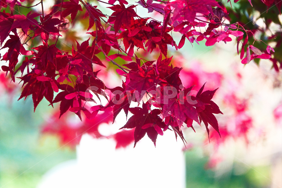 잎,식물,나무,가을,단풍,가을,계절,fall,autumn,season