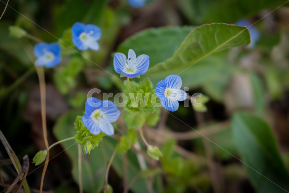 등꽃,꽃,식물,flower,봄