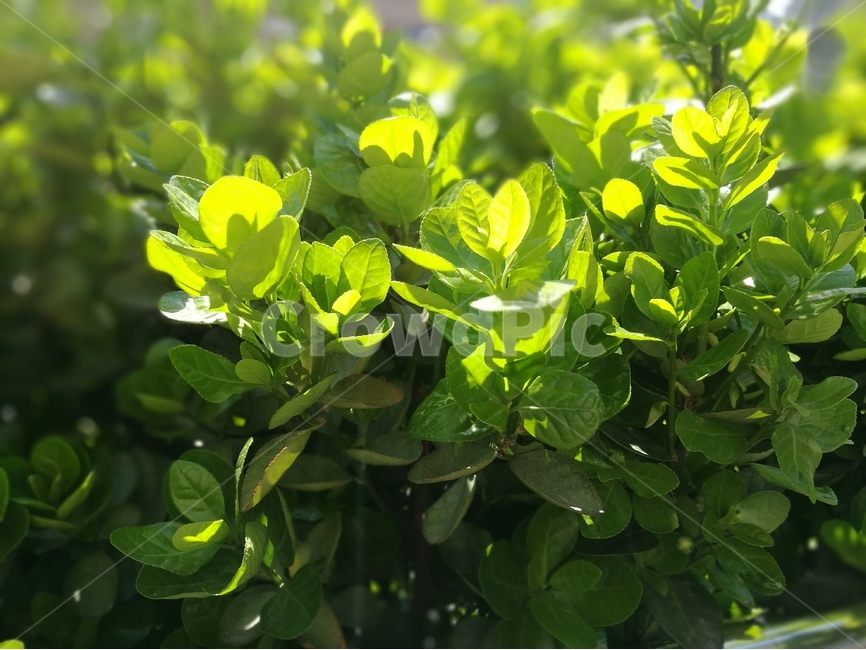 새순,새싹,푸르름,싱그러움,웰빙,햇살,봄,생명,식물,자연,plants,nature