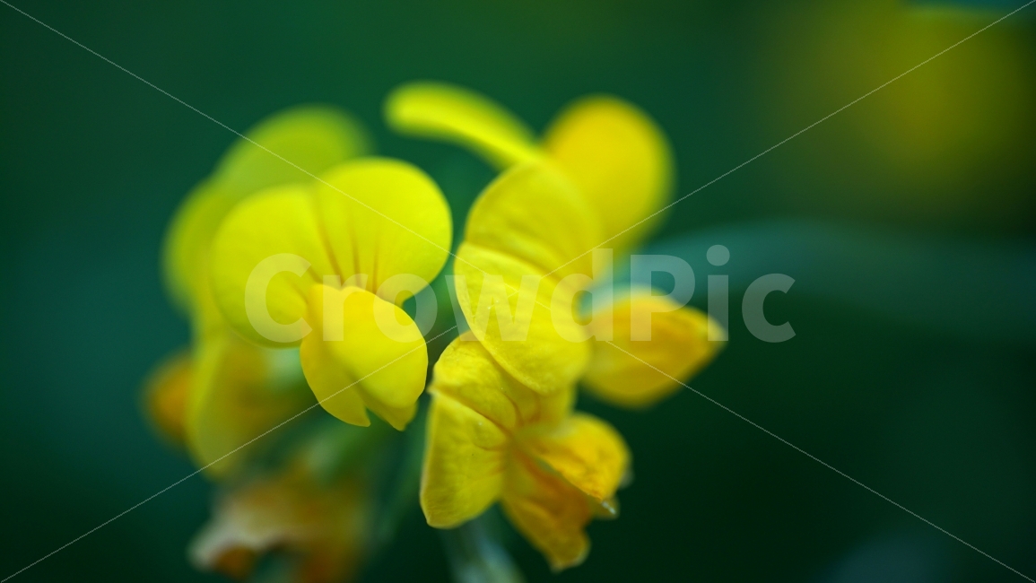 꽃,플라워,식물,자연,여름꽃,flower,nature,꽃사진,plants,풍경,landscape,접사,macro,봄,spring,계절,season,벌노랑이,벌노랑이꽃,한국자연,snap,스냅,클로즈업,closeup,식물,자연,plants,nature,꽃,flower