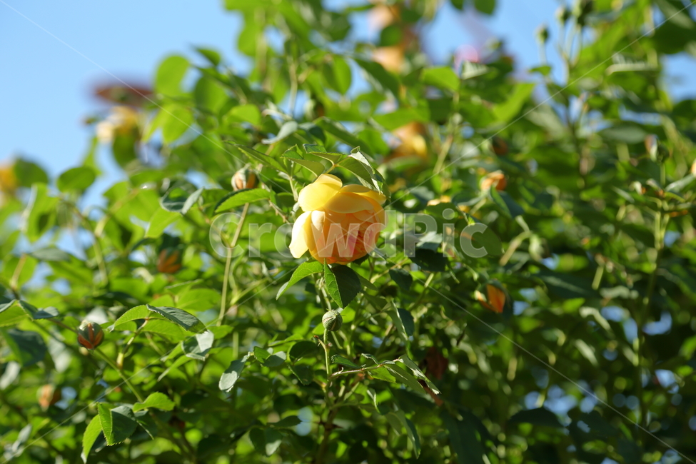 장미,장미꽃,노란장미,flower,rose,5월,6월,꽃