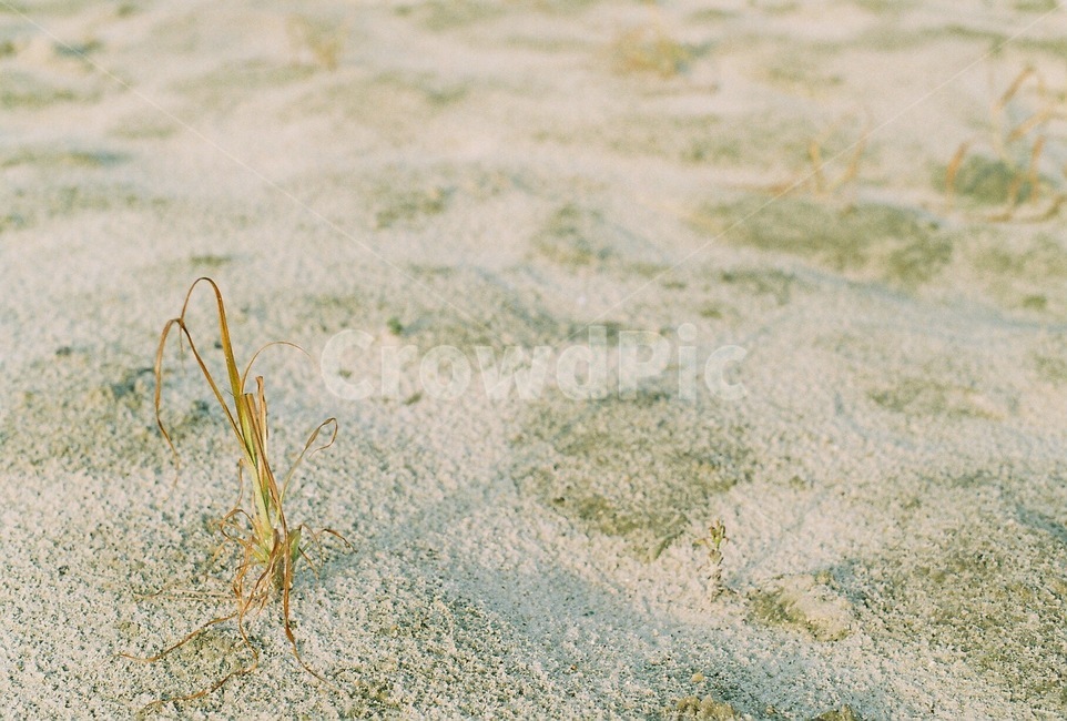 모래,sand,생명,filmphoto,감성사진,필름사진