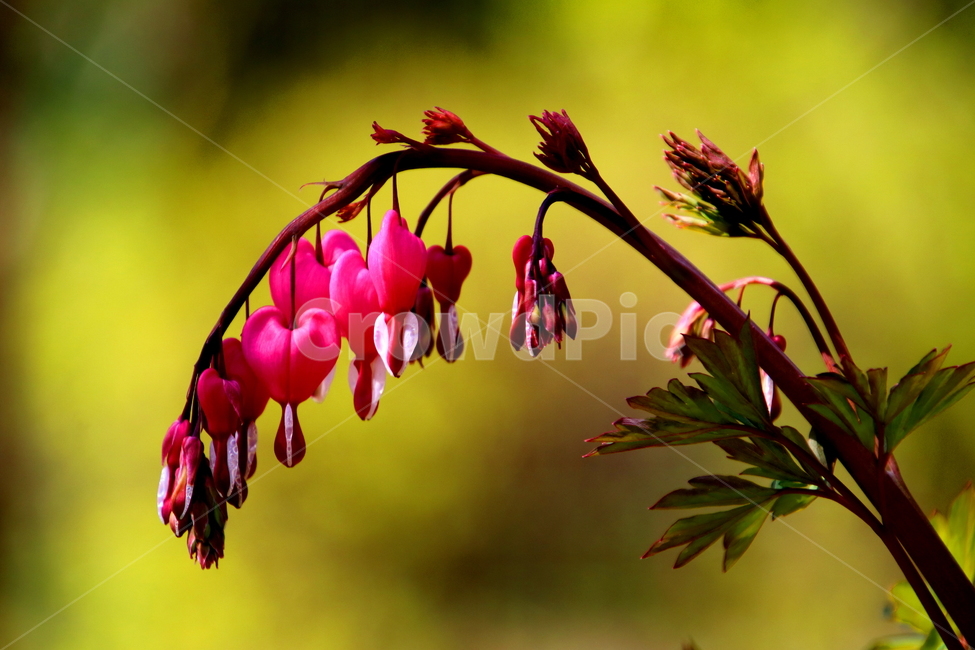 plant,식물,꽃,flower,봄,식물,자연,plants,nature,꽃,flower