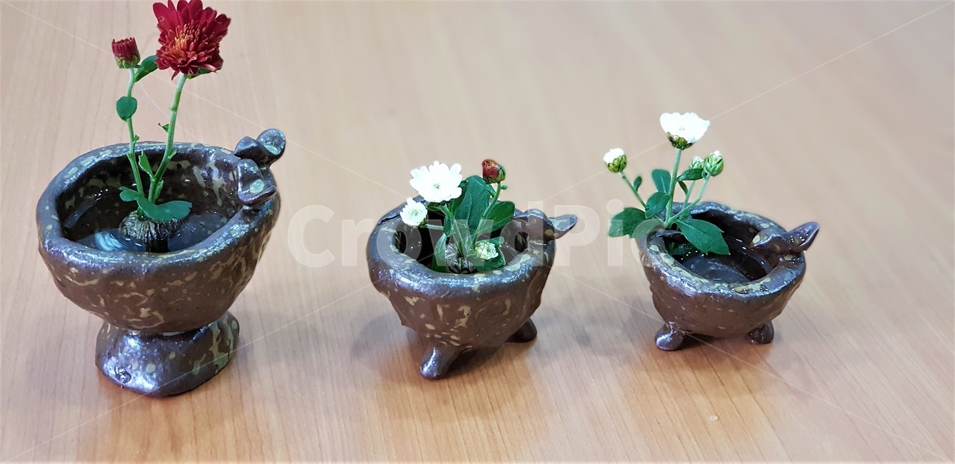 꽃,국화,자연,식물,초록,nature,green,flower,붉은색,red,도자기,수경재배,흰색,white,꽃,flower,실내용화초,화분,화초,house plant
