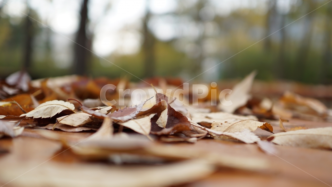 가을,낙엽,고엽,공원,자연,쓸쓸함,가을,계절,fall,autumn,season,식물,자연,plants,nature,감성,sensible,feeling,plant,leaf,잎,tree,나무
