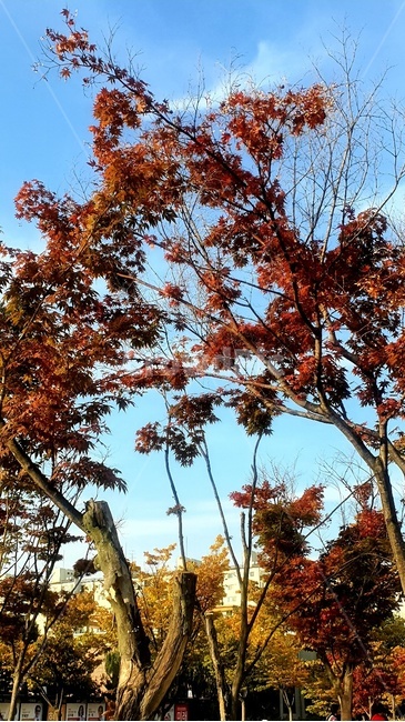 가을,하늘,구름,나무,단풍,나무줄기,식물,잎,가을,계절,fall,autumn,season,tree,plant,leaf,maple,tree trunk,나무 줄기