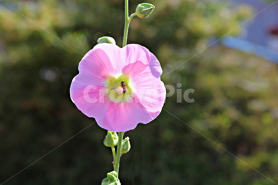 접시꽃,꽃,식물,공원,자연,식물,자연,plants,nature,꽃,flower