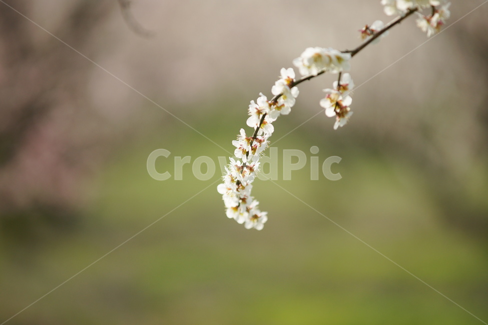 매화,봄,꽃,광양,매실농장,봄,계절,spring,season,식물,자연,plants,nature,꽃,flower,plant