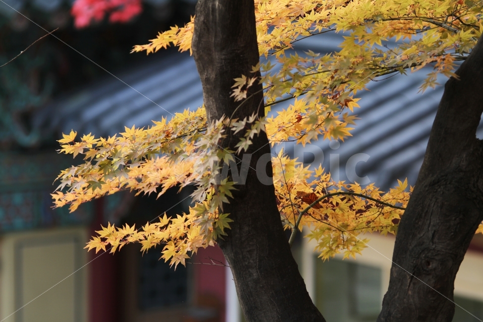 단풍나무,가을사진,단풍잎,감성사진,가을,가을,계절,fall,autumn,season,식물,자연,plants,nature,나무,trees,wood,plant,leaf,잎,tree,maple,단풍