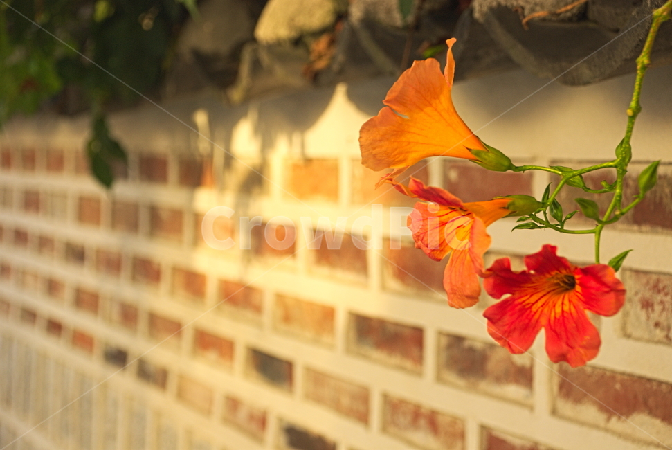 담장,꽃,따뜻함,붉은색,여름,식물,한국,돌담길,식물,자연,plants,nature,꽃,flower