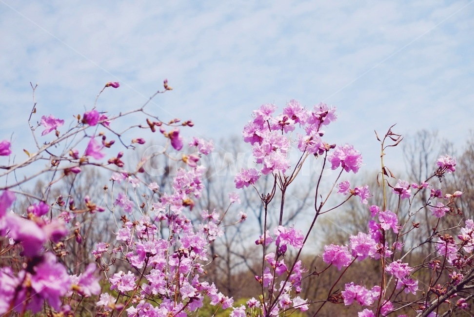 진달래,봄꽃,봄풍경,분홍색꽃,식물,flower,꽃,plant,blossom,철쭉