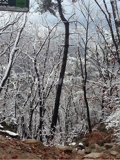 눈꽃,눈,얼음,나무,설경,초목,자연,삼림지,식물,겨울,계절,winter,season,자연,풍경,nature,landscape