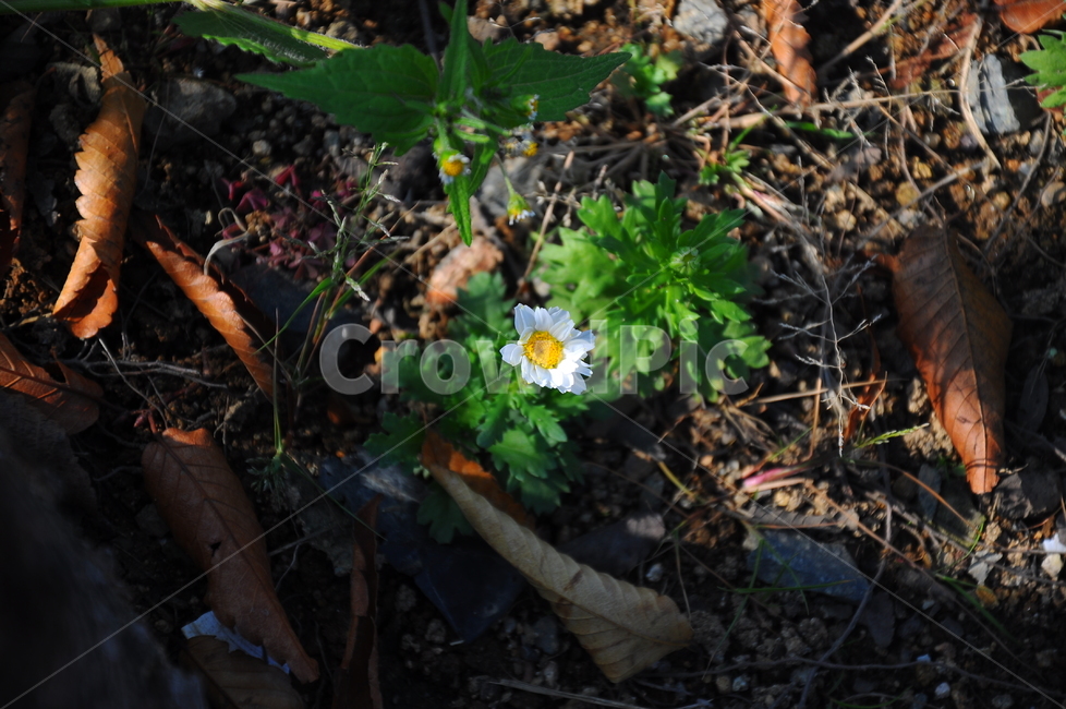야생화,들꽃,생명,흰꽃,하얀,식물,자연,plants,nature,꽃,flower
