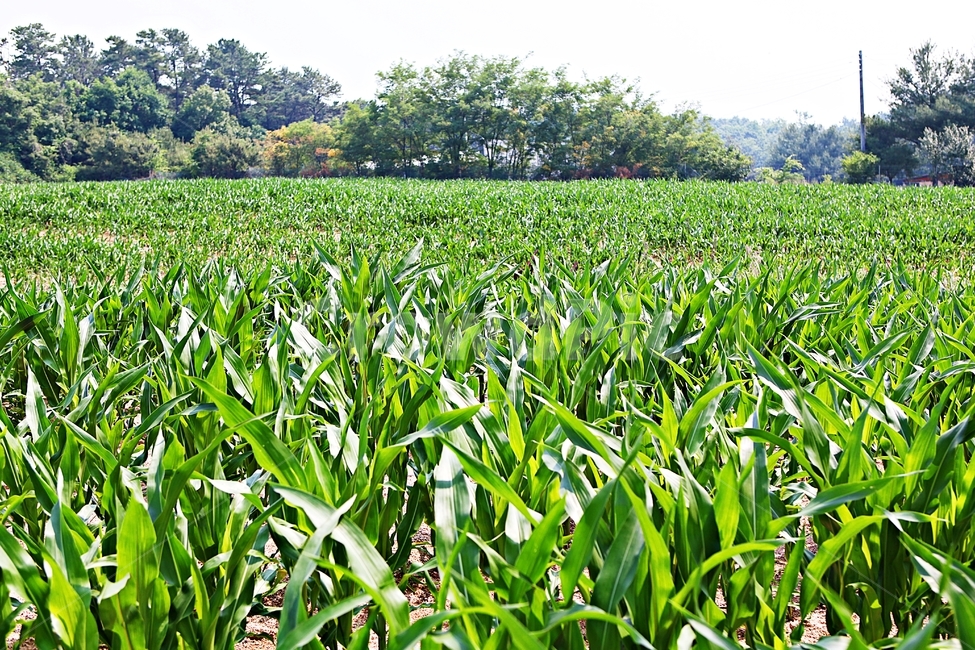 옥수수,잡곡,옥수수잎,옥수수대,식물,밭,농사,산업,industry,industrial,농업,농사,agriculture,farming,farming industry