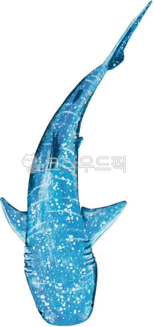 고래상어,바다,아쿠아리움,whaleshark,일러스트,오일파스텔,물고기,그림,고래,상어,해양생물