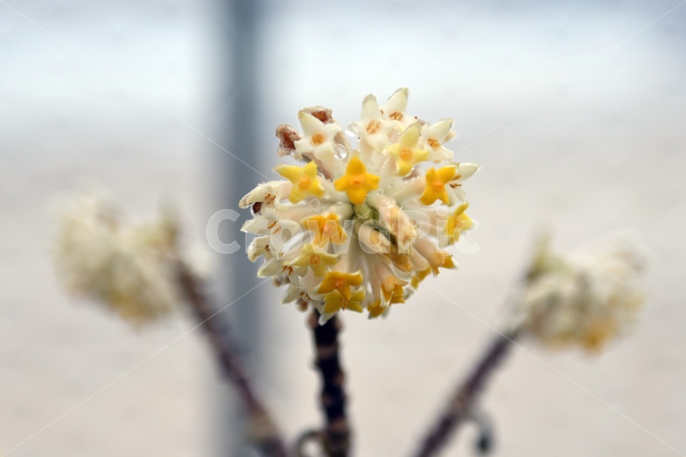 식물,꽃,감성사진,자연,flower,꽃사진,봄,봄꽃,계절,감성,4월,spring,힐링,자연풍경,풍경,봄,계절,spring,season,식물,자연,plants,nature,꽃,flower,plant