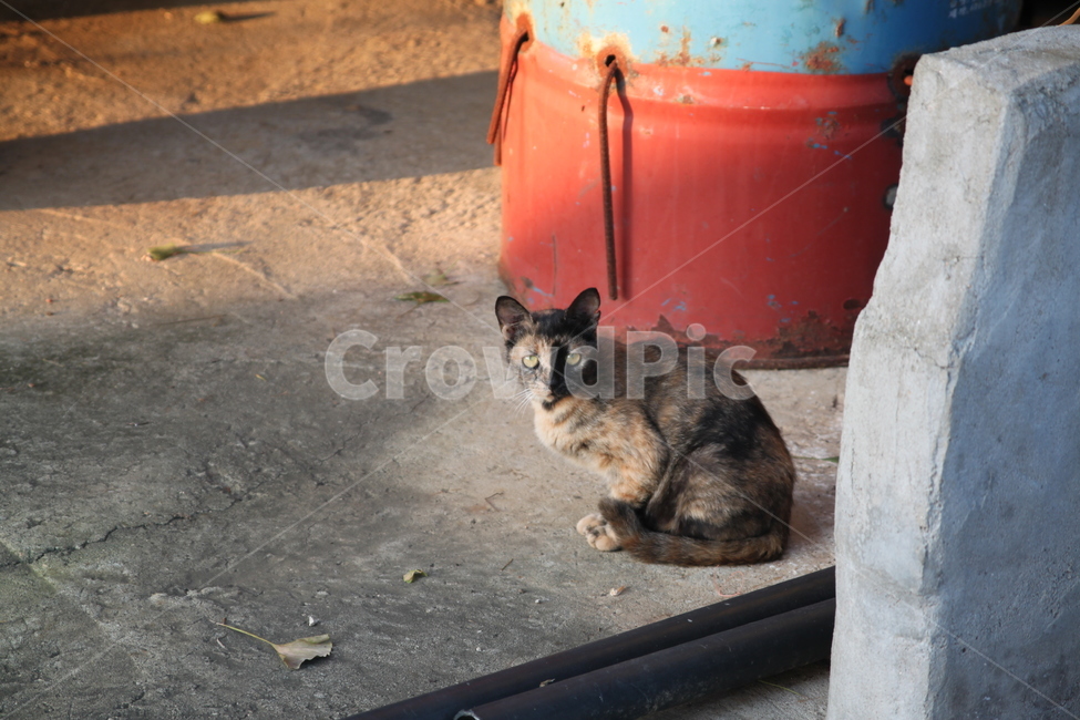 고양이,길고양이,응시하는,갈색,animal,동물,cat,동물,animal,포유류,mammal,고양이,cat,kitten,kitty