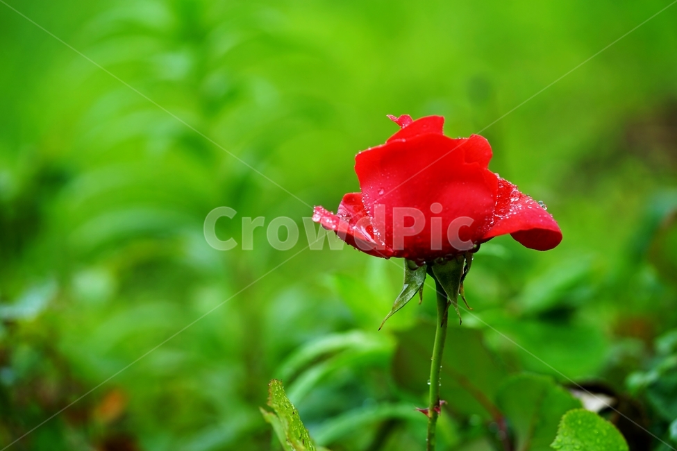 비,빗방울,장미,장미꽃,붉은장미,식물,자연,plants,nature,꽃,flower