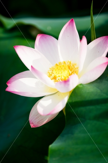 관곡지,연꽃테마파크,연꽃,연잎,여름,연밥,식물,자연,plants,nature,꽃,flower