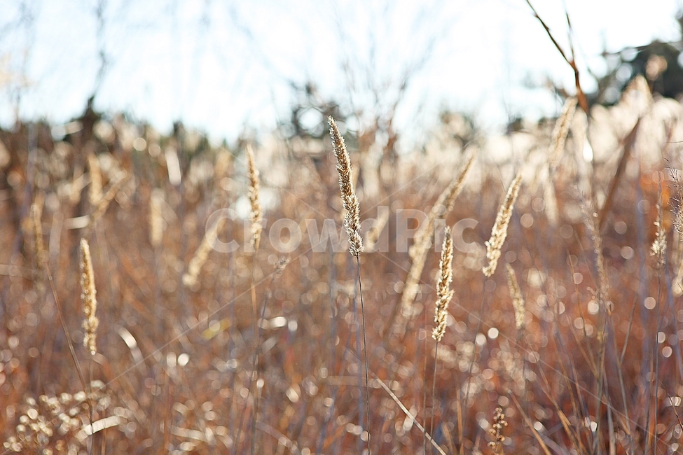갈대,억새,식물,갈대꽃,자연,역광,가을,계절,가을,계절,fall,autumn,season