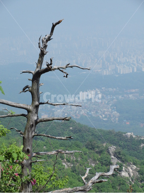 북한산,풍경,산,나무,tree,plant,식물,식물,자연,plants,nature,나무,trees,wood