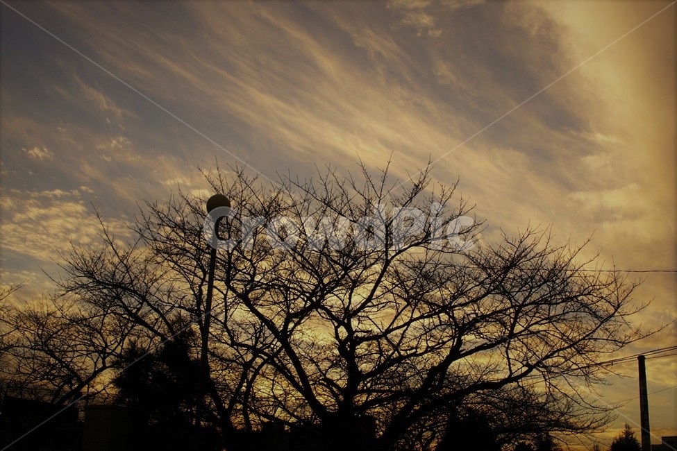 일몰,저녁놀,해질녁,하늘,나무,자연,풍경,자연풍경,sky,trees,석양,빛,식물,자연,plants,nature,나무,trees,wood,실루엣,그림자,silhouette,shadow