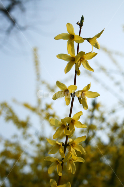 개나리,봄,봄날,감성,spring,flower,풍경,식물,꽃,노란색,봄,계절,spring,season,식물,자연,plants,nature,꽃,flower,blossom,petal,꽃잎,plant