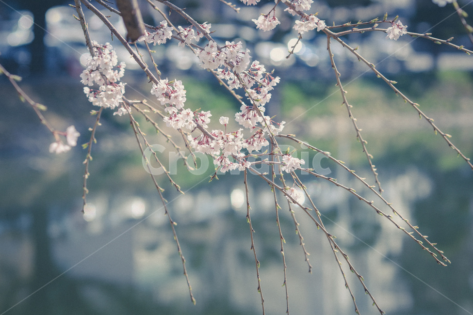 봄,봄날,봄꽃,꽃,벚꽃,식물,아름다운,계절,백색,화이트,flower,season,spring,cherryblossom,white