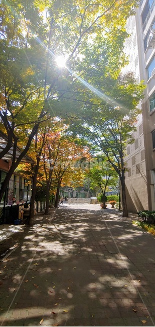 outdoors,옥외,햇빛,그림자,맑은